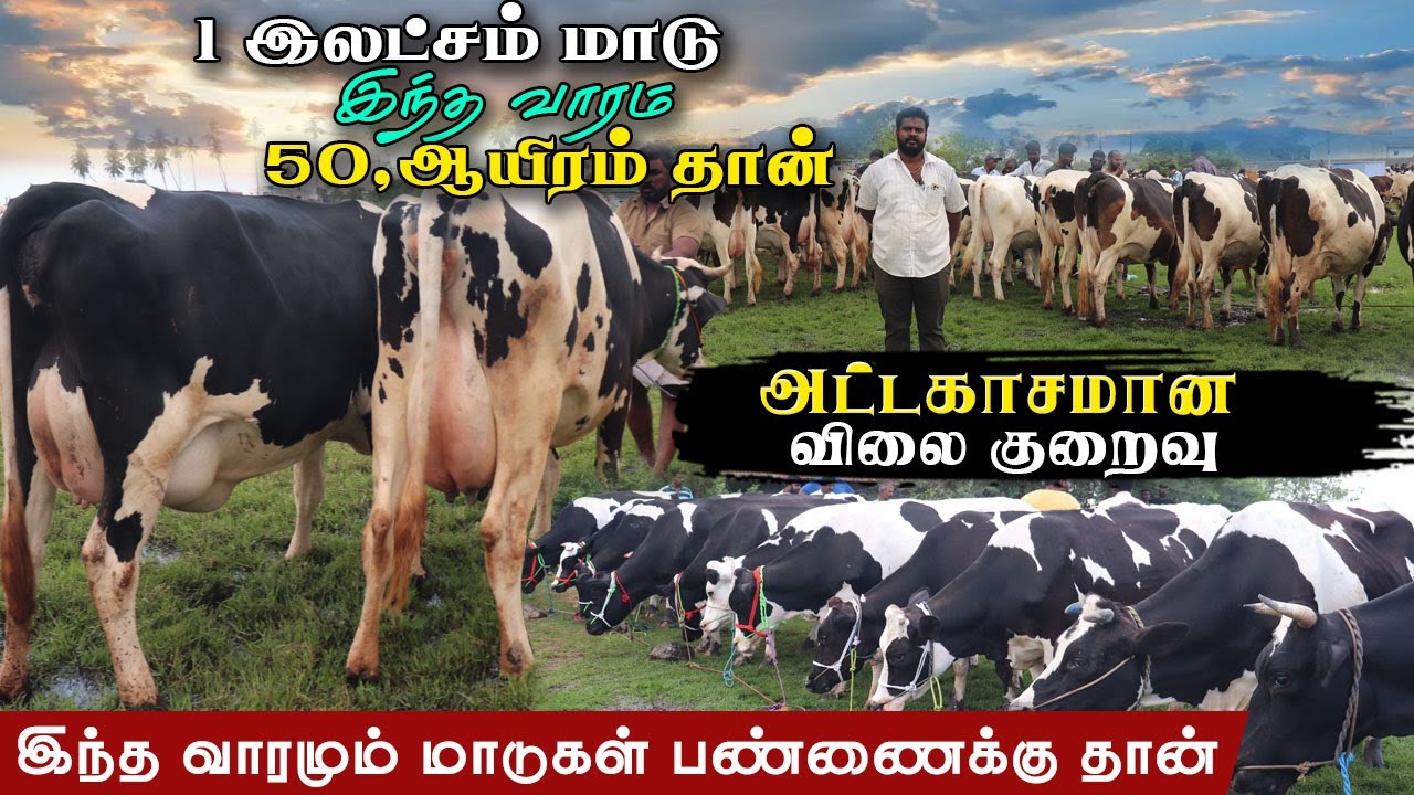50,000 ரூபாய்க்கே அட்டகாசமான மாடுகள்|பண்ணைக்கேற்ற கறவை மாடுகள்.!#karungalpalayam#koodal#erodegowtham