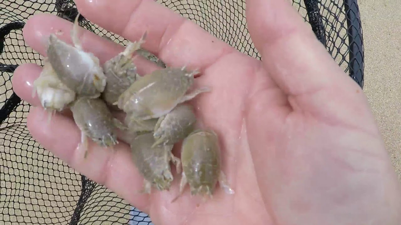 Getting the best soft shell sand crabs for bait   Sat April 28, 2018