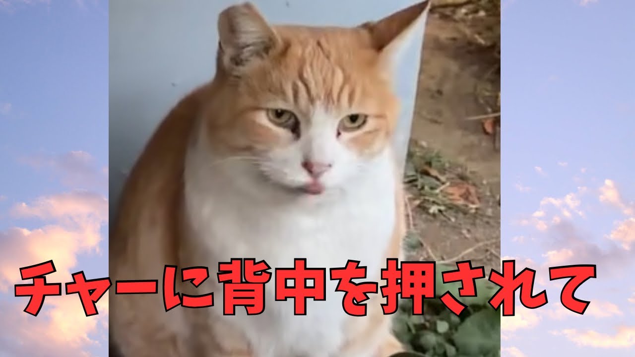 ケアマネ研修で感じた不安…それでも前を向いて｜ボス猫に背中を押された日