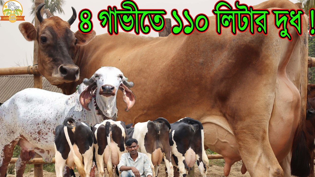 বাপ বেটা লাইন ধরা দামে ৪ গাভীতে ১১০ লিটার দুধ ! জার্সি গির সহ দেশ কাঁপানো সব ৩০ লিটার দুধের গাভী