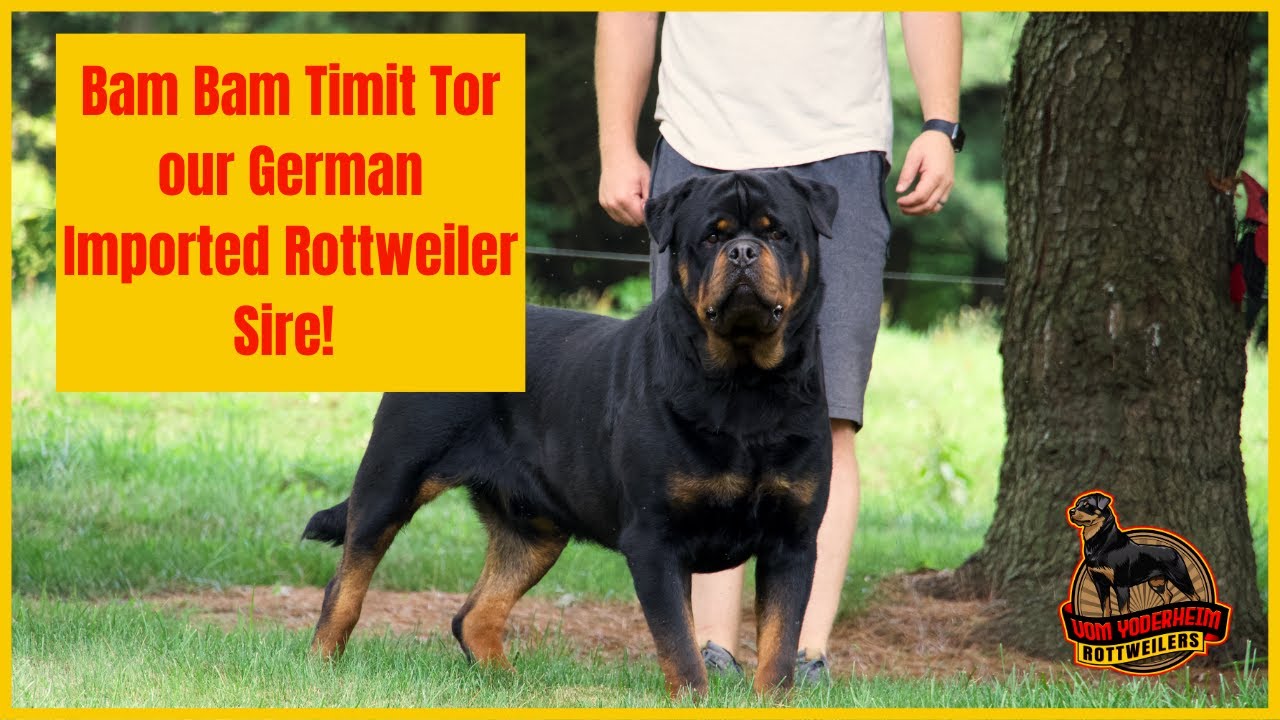 Bam Bam Timit Tor our German Imported Rottweiler Sire! Built Big and Beautiful Mahogany Tan Points!