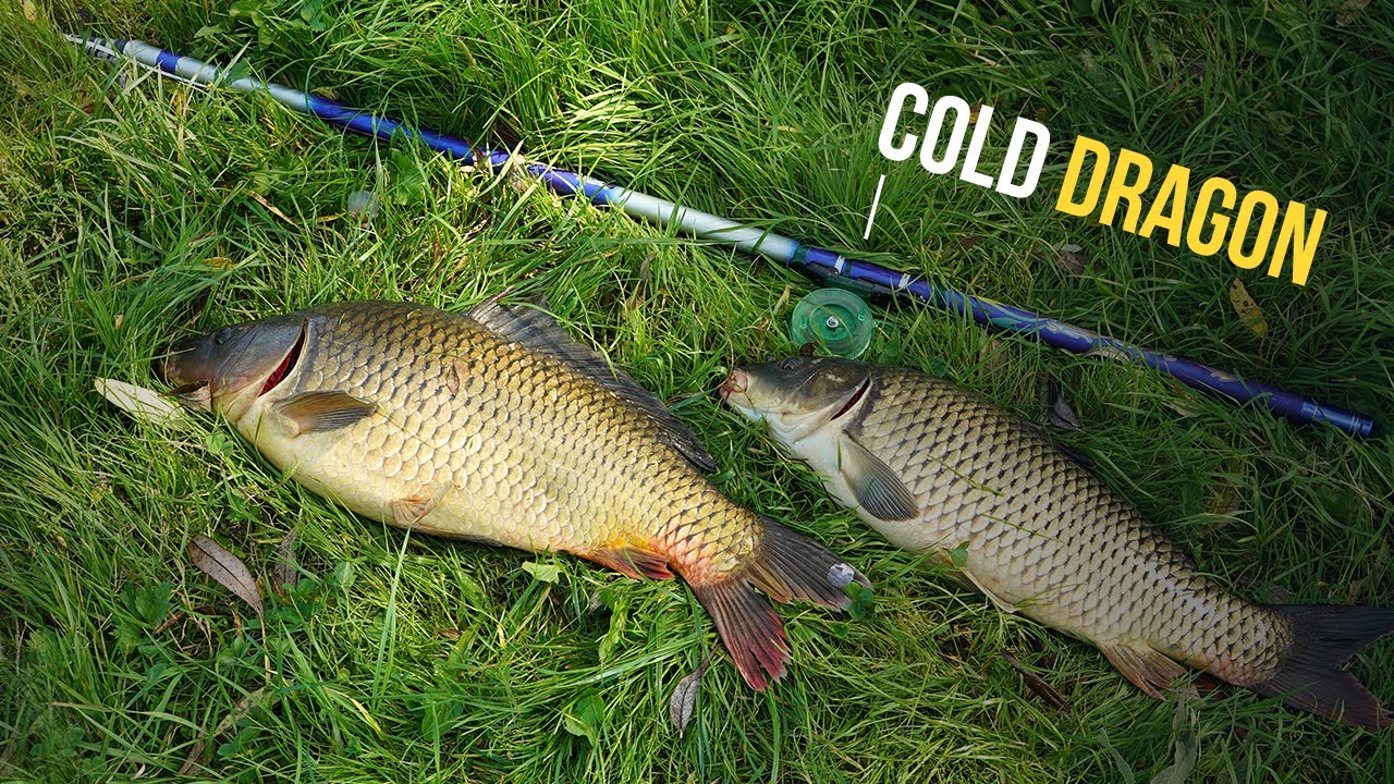 Большие карпы на боковой кивок в лилиях на удилище Cold Dragon, сезон 2021 года