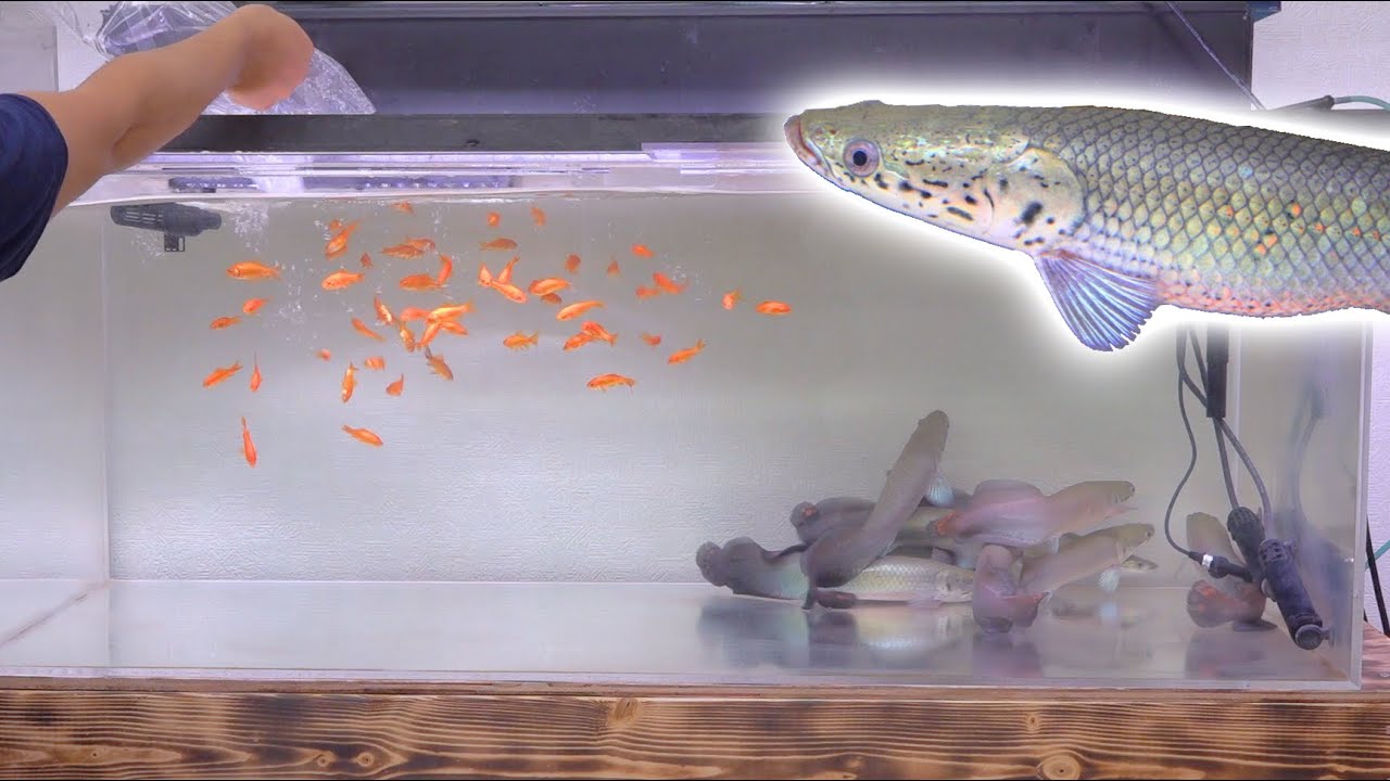 ピラルク１０匹が泳ぐ水槽に金魚５０匹を投入