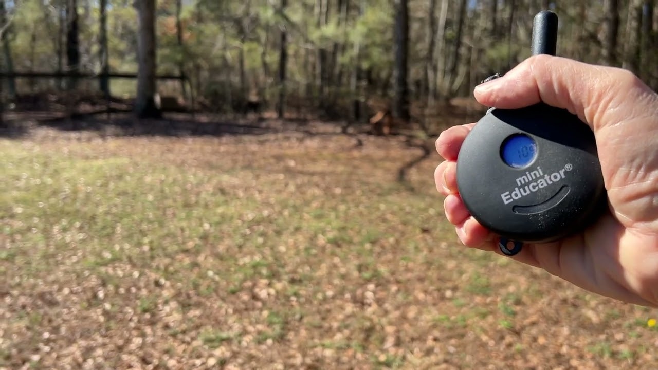 Clay - first off leash session