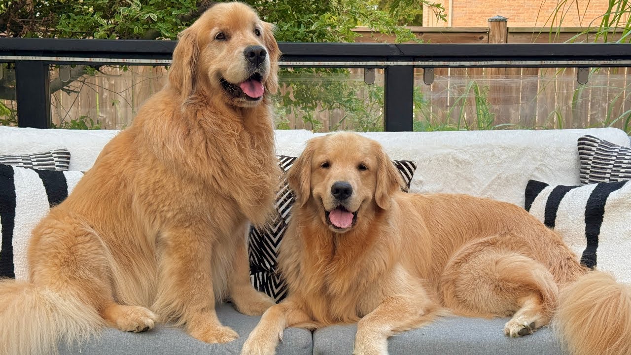 Fun Facts About Golden Retrievers 