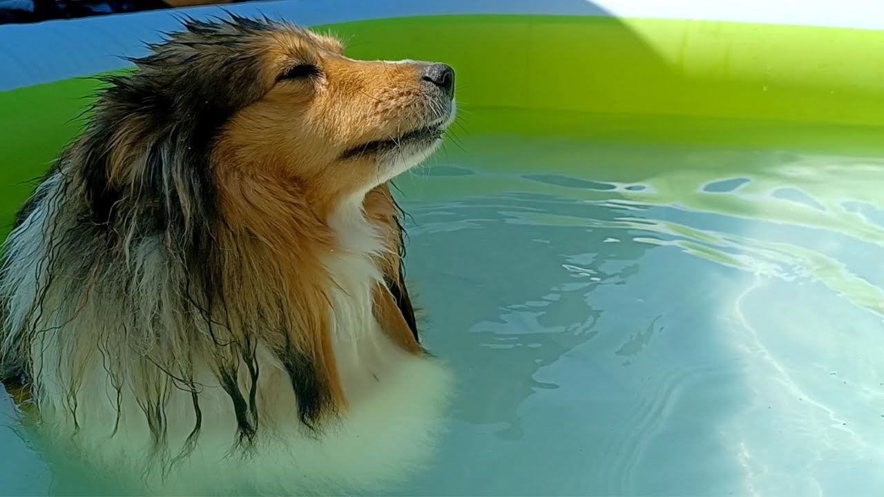 Shetland Sheepdog enjoys her pool day