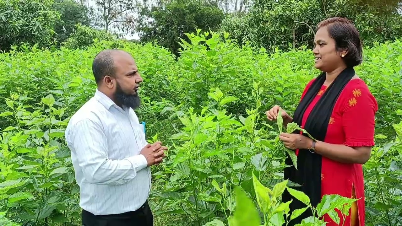 Thrips management in Mulberry. Dr. Aruna GR Technical Officer Krishi Vigyan Kendra, Chintamani