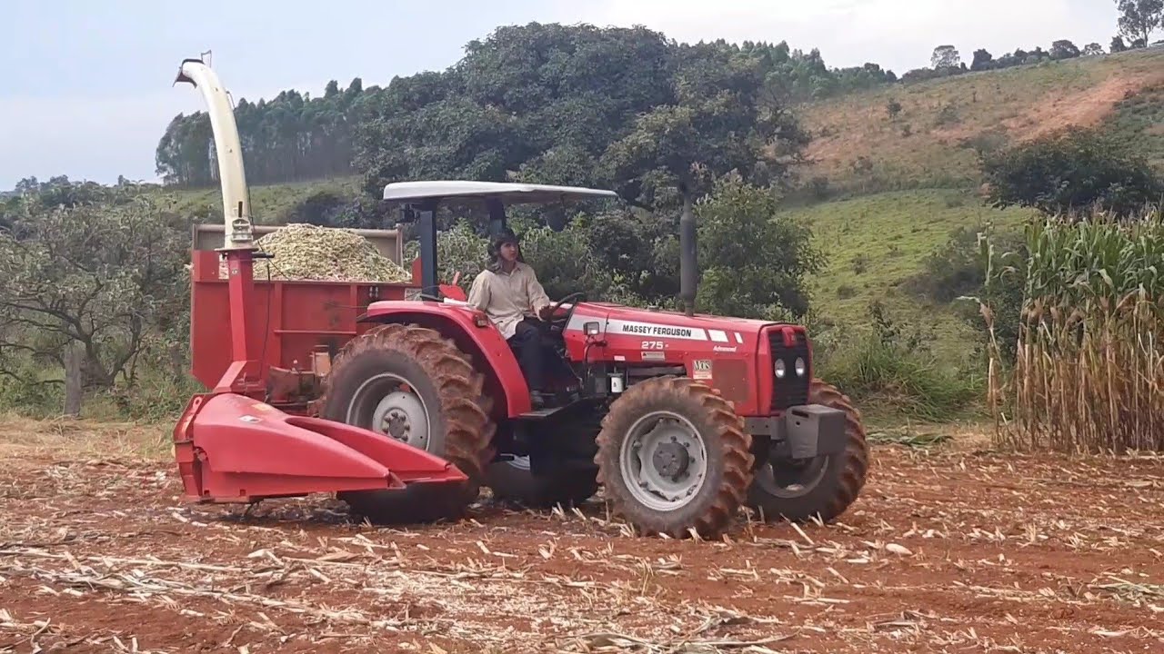 FAZENDO SILAGEM DE MILHO/DOMINGO NA LIDA DA SILAGEM