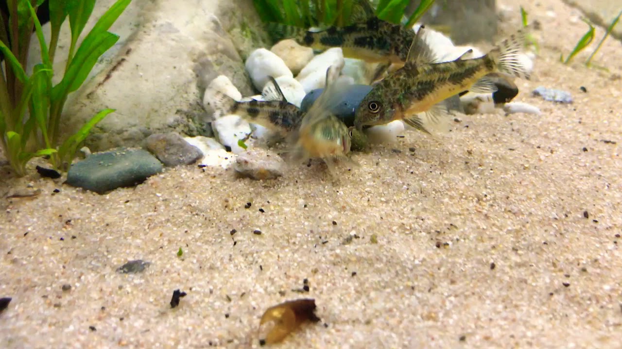 corydoras paleatus / marmorierter Panzerwels Panzerwelse und black mollys