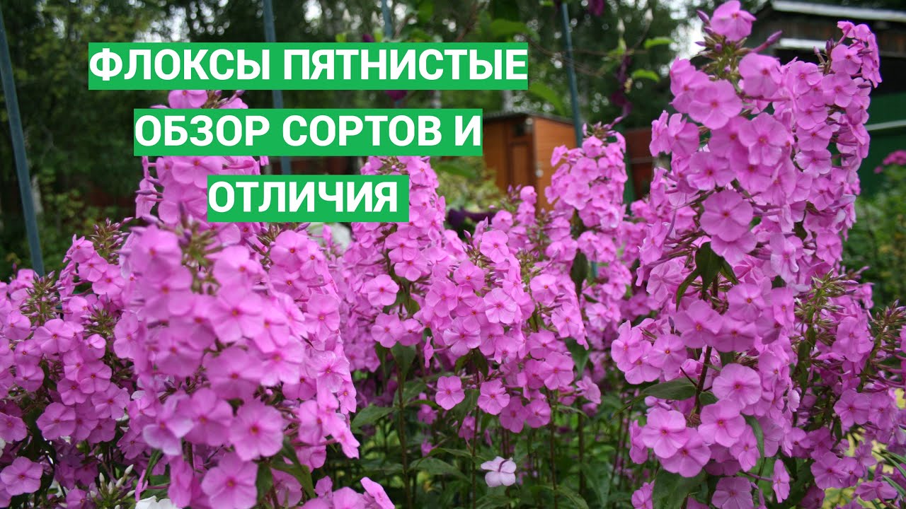 Флоксы пятнистые. В чем их отличие от метельчатых.