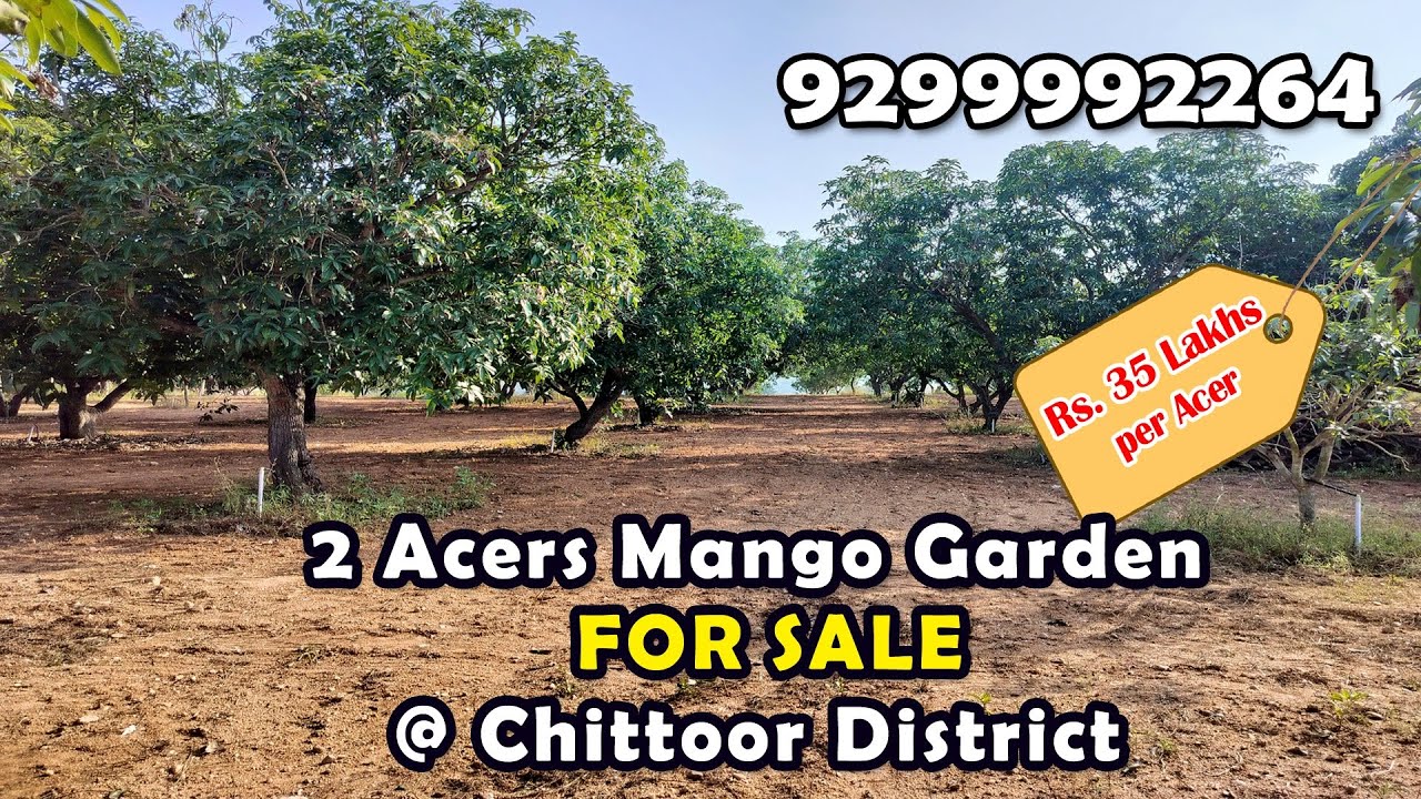 2 Acers Mango Garden for Sale @ Chittoor District #mangogardenforsale #landforsale #tirupati