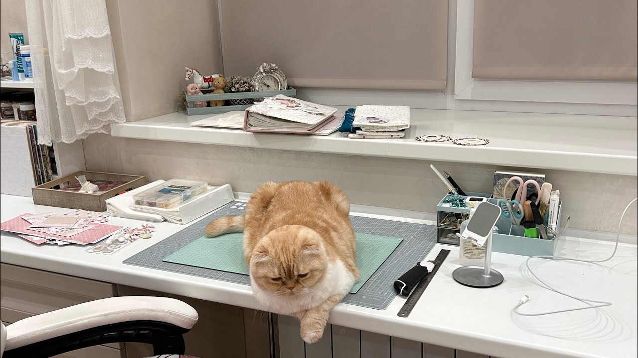 Скрапвлог✂️Покупки 🛍️Три альбома