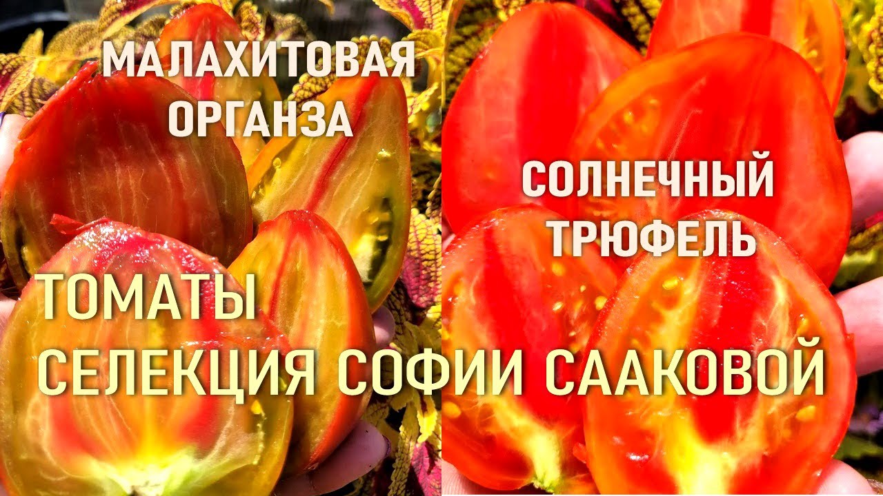 Томаты Сааковой - Малахитовая Органза - Мармеладное Искушение - Клубничные Искры - Полосатая Лакомка