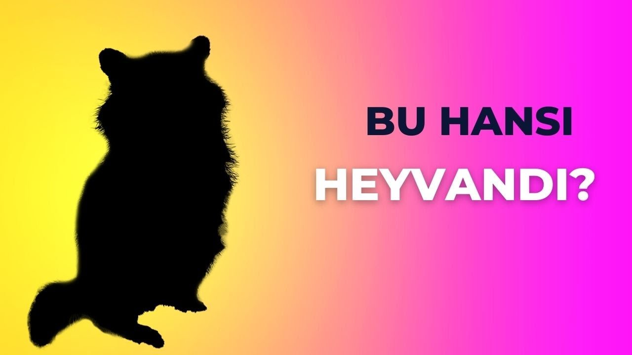 Şəkildəki Hansi Heyvandi Tapa Bilərsən ?