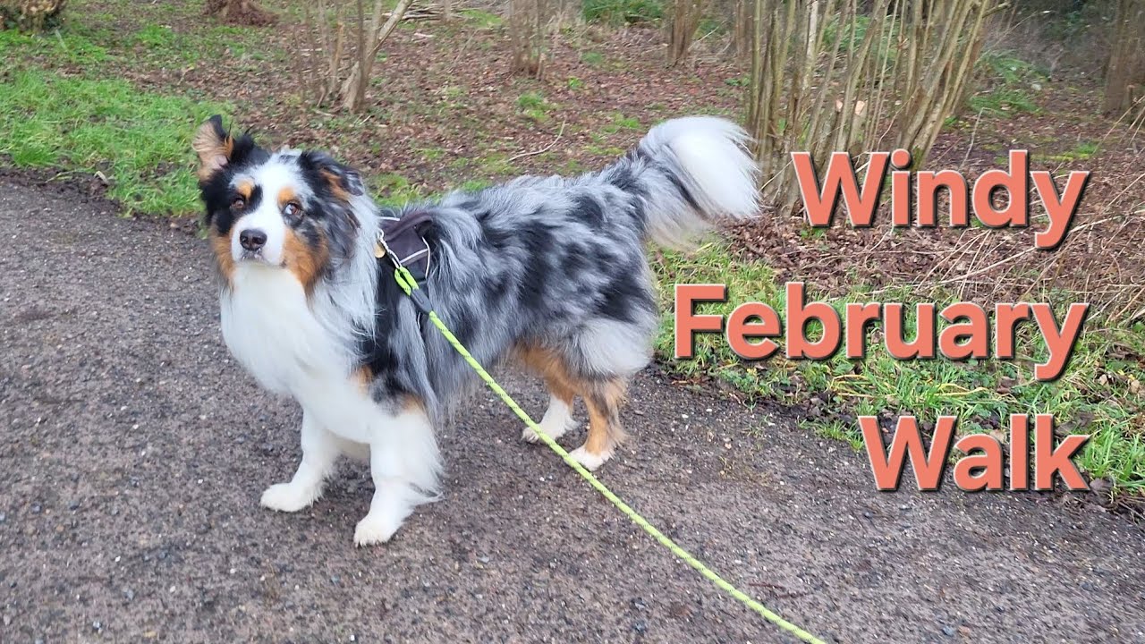 Windy February walk with my dog - Ambient Nature Sounds No Talking