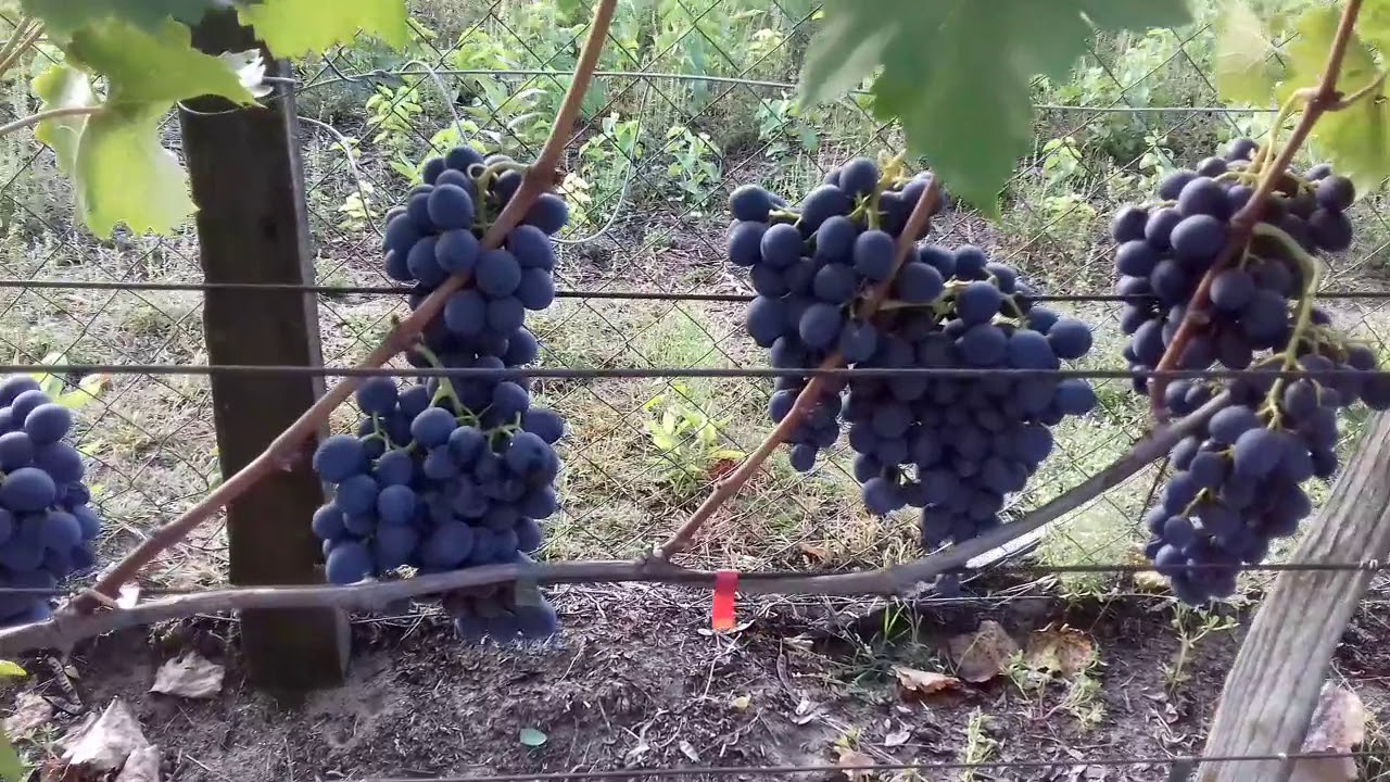 Csemegeszőlőim - Moldova és Teréz -  2019