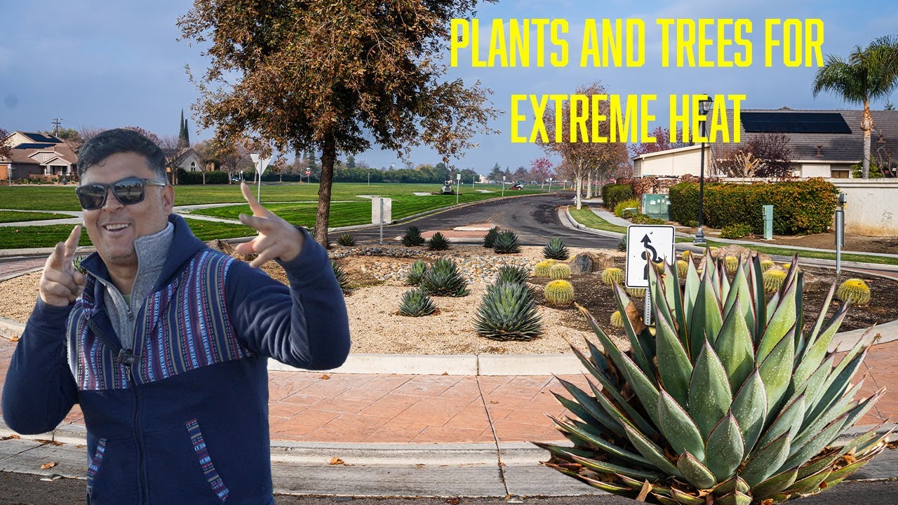 Plants that will survive in the heat!! Desert!!! (USDA 9b zone)