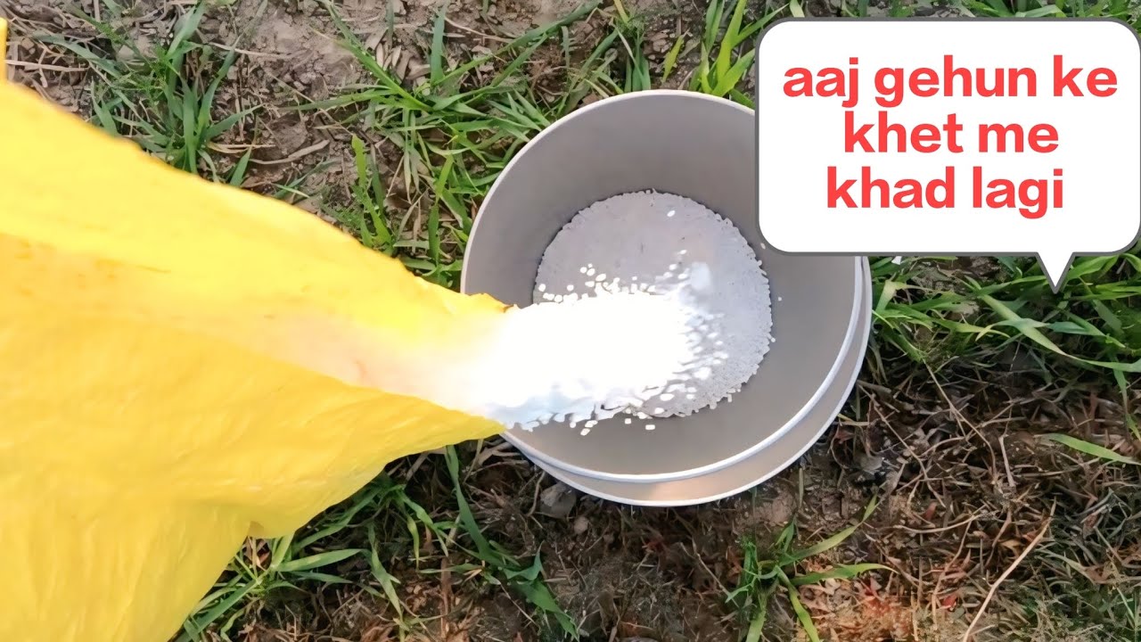 Gehun ke khet me khad lagane ka vlog 
