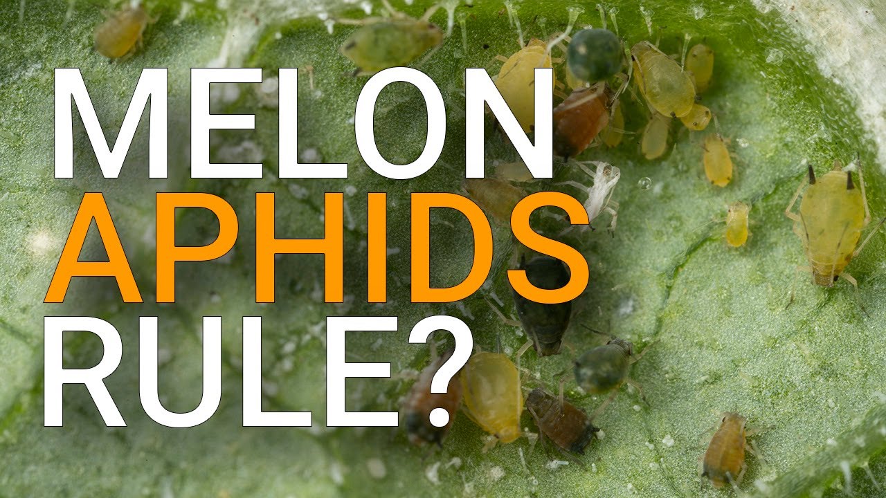 Melon aphids are infesting my zucchini plants. Should I be worried?