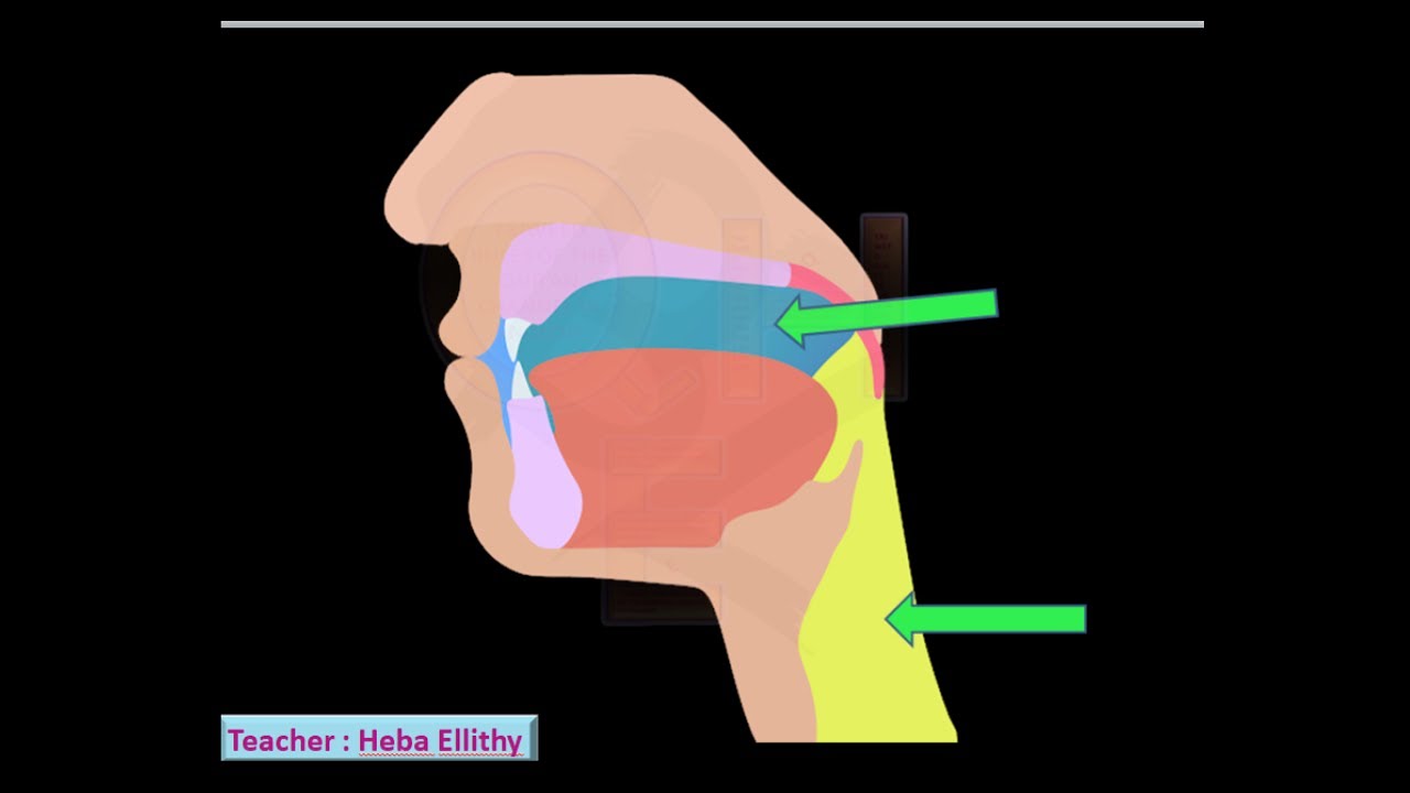 5– the  empty space in the mouth and throat(الجوف)letters al-jawf (makharij)