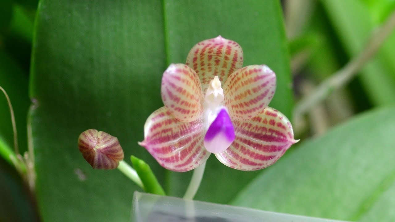 Orchid in bloom 2019 : Phalaenopsis javanica