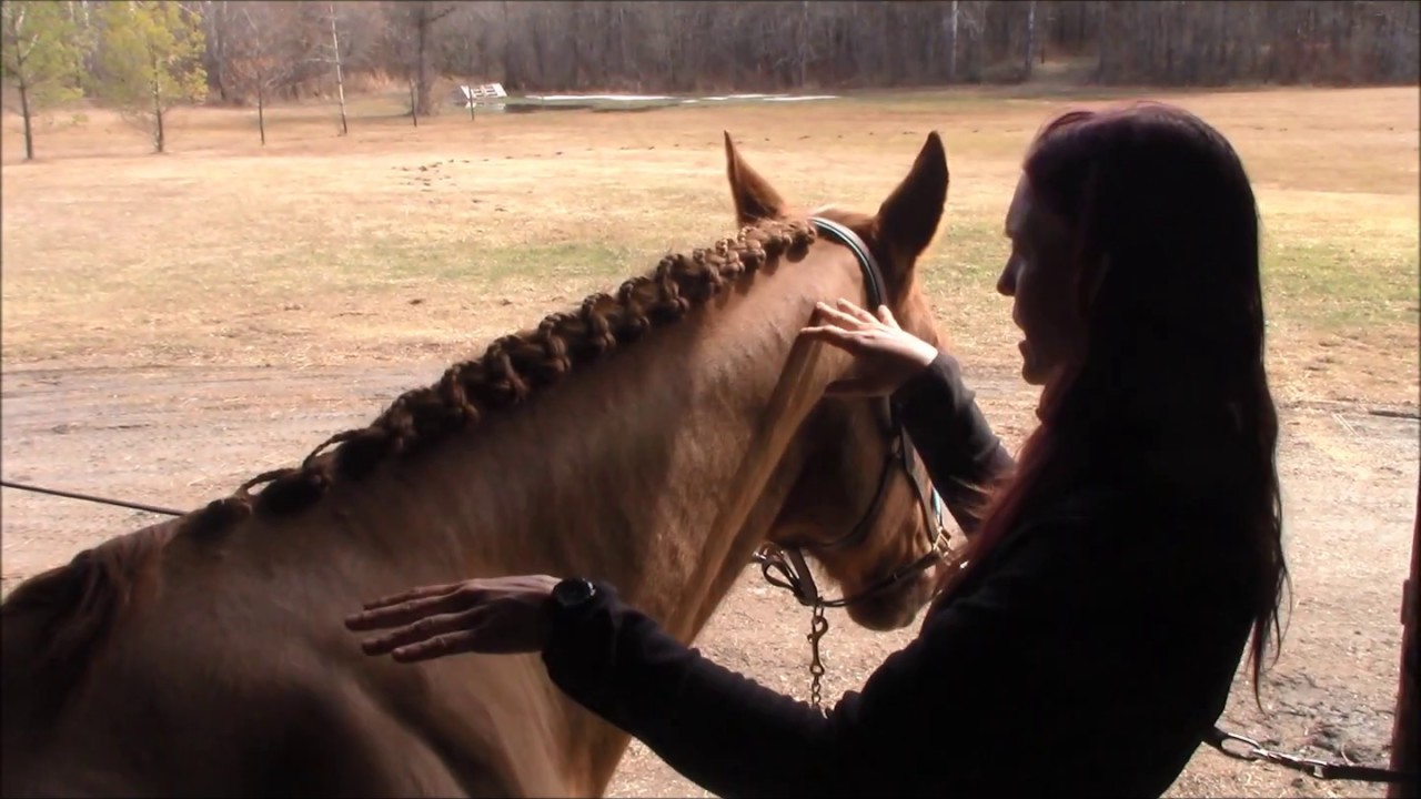 Scalloped Dressage Braids Tutorial