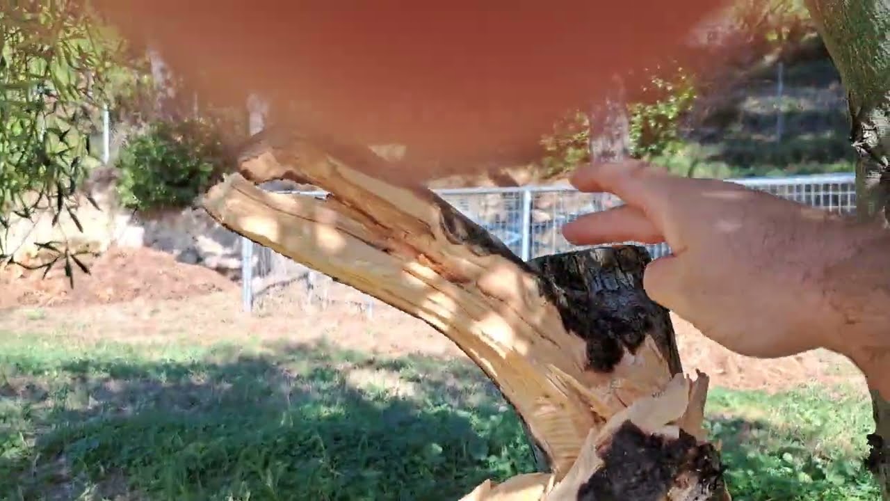 Λάθη στο κλάδεμα της ελιάς| 3β. Μεγάλες τομές οδηγούν σε ξήρανση και σε αποκόλληση βραχιόνων
