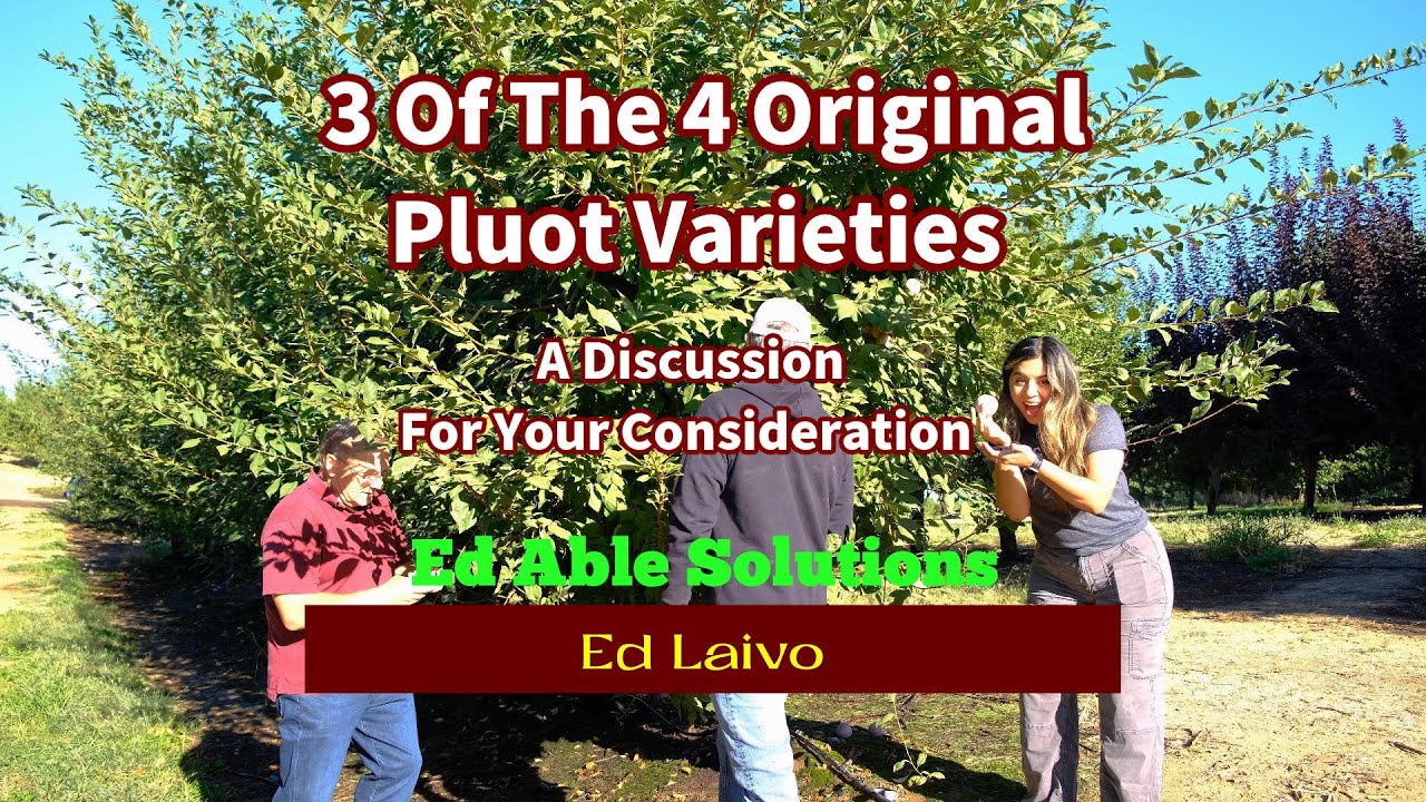 For Your Consideration, We Compare 3 of the Original 4 Pluot Varieties. Join our discussion.