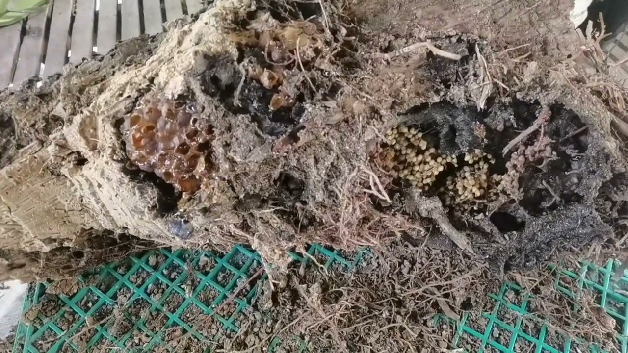 how to transfer stingless bee from old cut coconut tree to boxhive