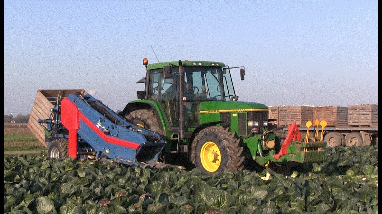 2014. Handmatig /machinaal  kool oogsten in Spijk.