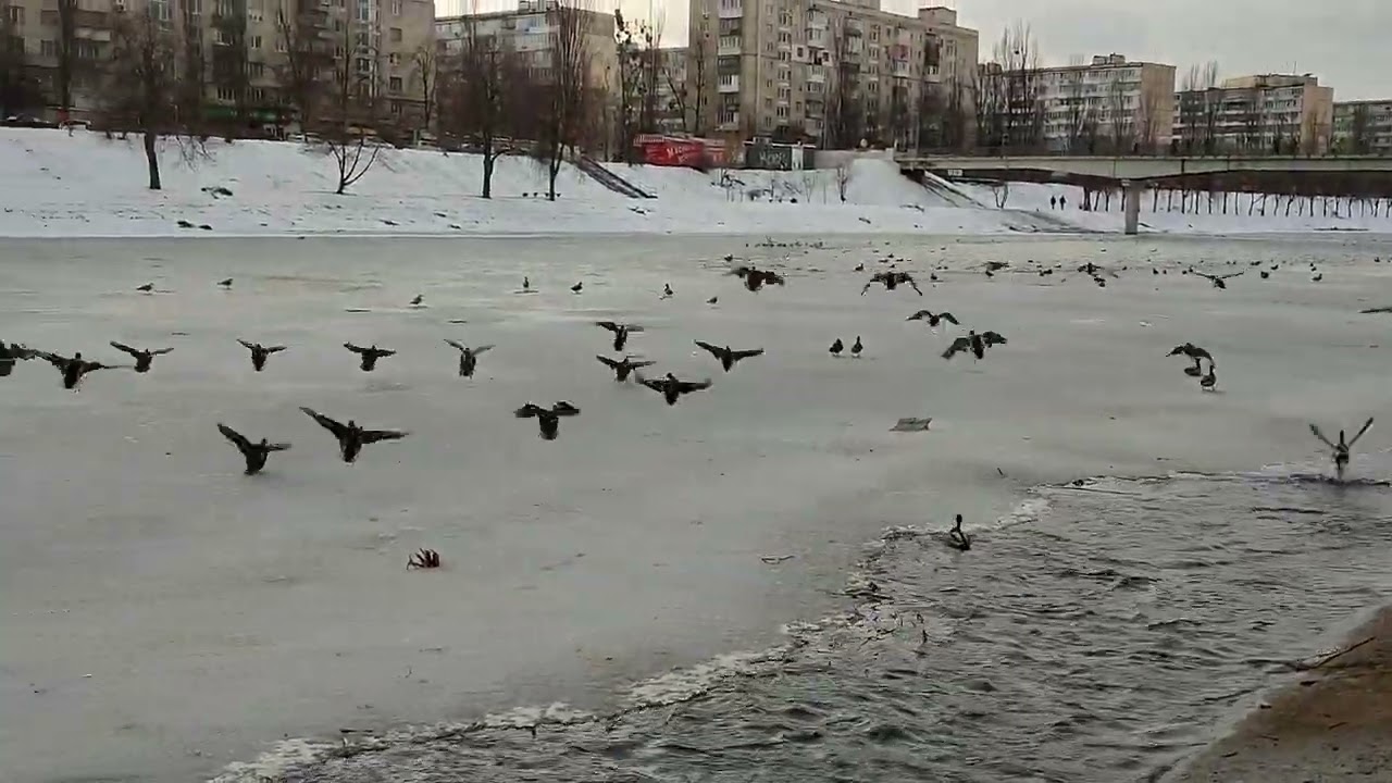 Все утки зимуют в Киеве))