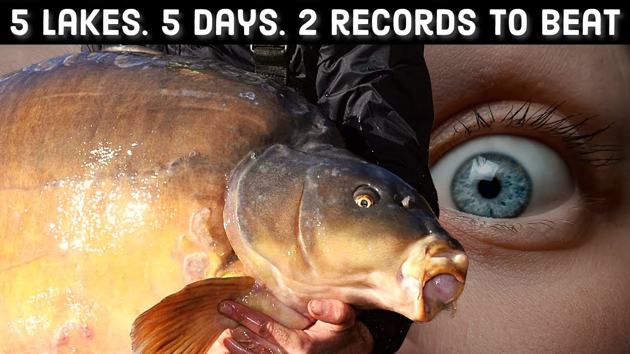 Рекордные озера для ловли карпа. Мы возвращаемся, чтобы поймать сети на 5 озерах за 5 дней.