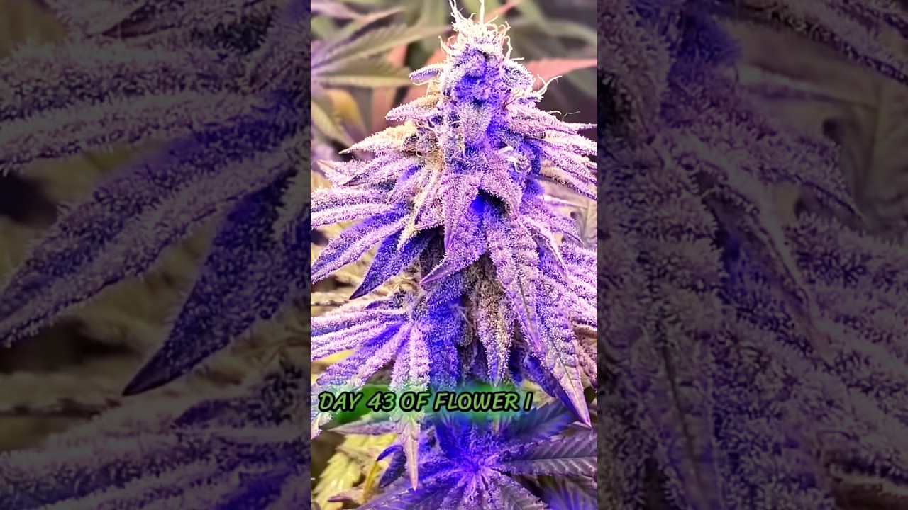 Is UVB😱🌀 good for your ladies?🌱🪴-cannabis #gromies #love #frosty #cannabiseducation