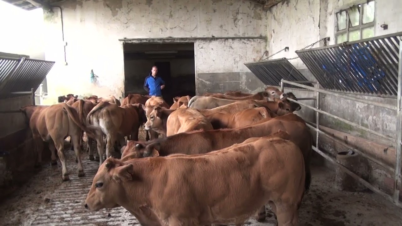 Asturias visita ganaderos de Aubrac  ,dia 2  agosto 2019