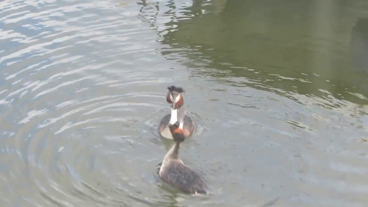 Courtship