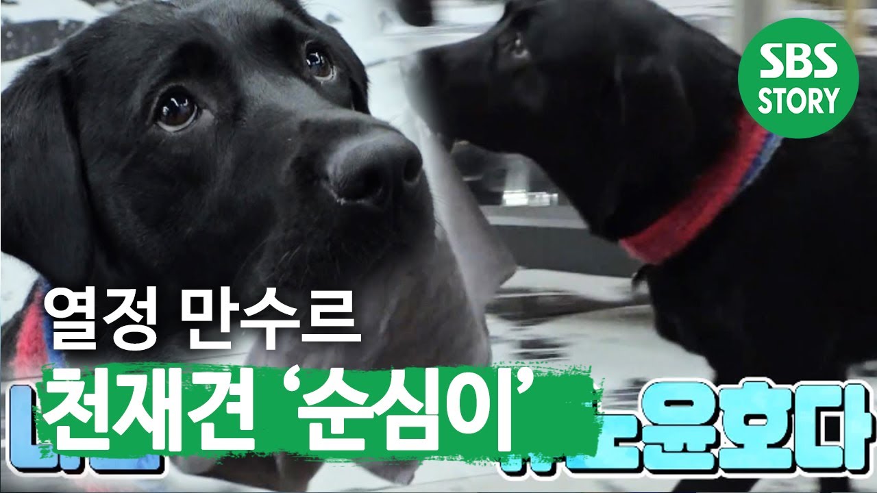 &lsquo;열정 만수르♨&rsquo; 유노윤호 뺨치는 천재견 &lsquo;순심이&rsquo; I TV동물농장 (Animal Farm) | SBS Story