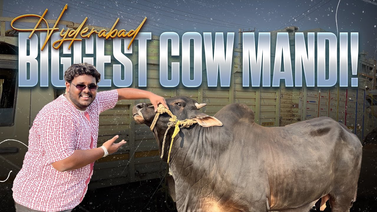 Telangana Ki Sabse Badi Cow Mandi | Hyderabad Ki Cow Mandi Mein Hungama | Bakra Eid special