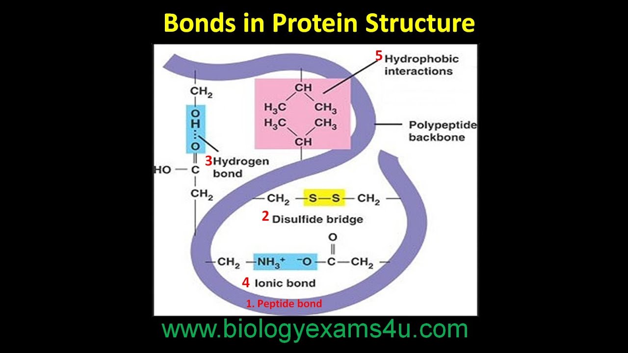 Bonds in Protein Structure | Biomolecules | Biochemistry @biologyexams4u