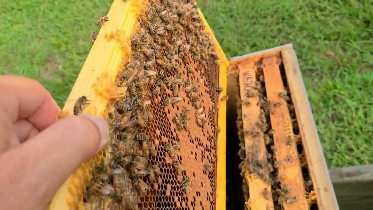 September brood nest what I look for.