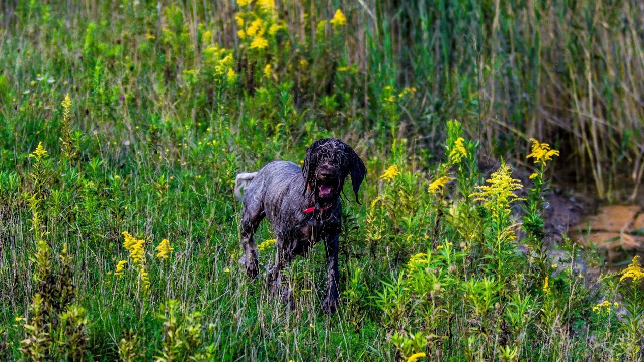 Bathing Your Wirehaired Pointing Griffon - A How-To Guide