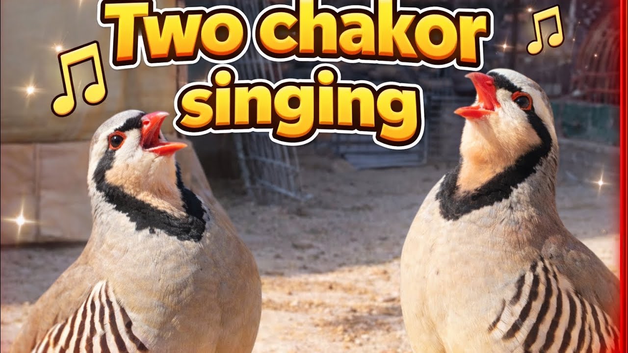 Two Chakor Beautiful singing! #chakorvidio#chakorpartridge#chakorkiawaz