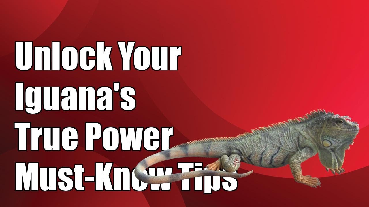 Unlock Your Green Iguana's True Potential: Essential Tips You Can't Afford to Miss!