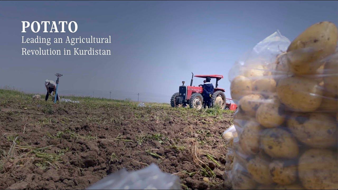 Potato: Leading Kurdistan's Agricultural Revolution