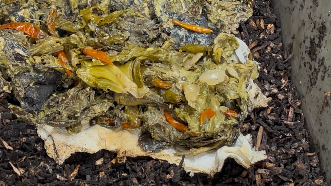 Nasty Red Wiggler Food Scrap Feeding, Moisture Redistribution