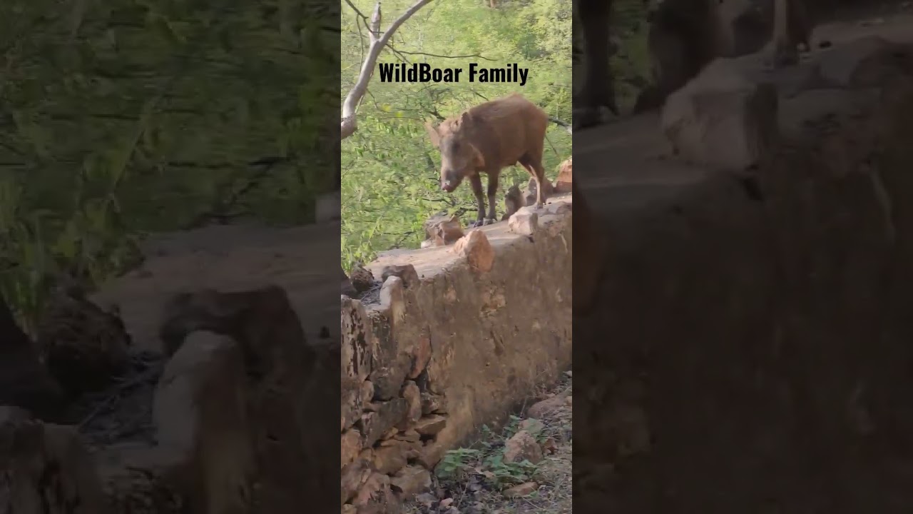 Family Of WildBoar Sariska Tiger Reserve #sariska #video #shortvideos #wildboar #viralvideo #piglet