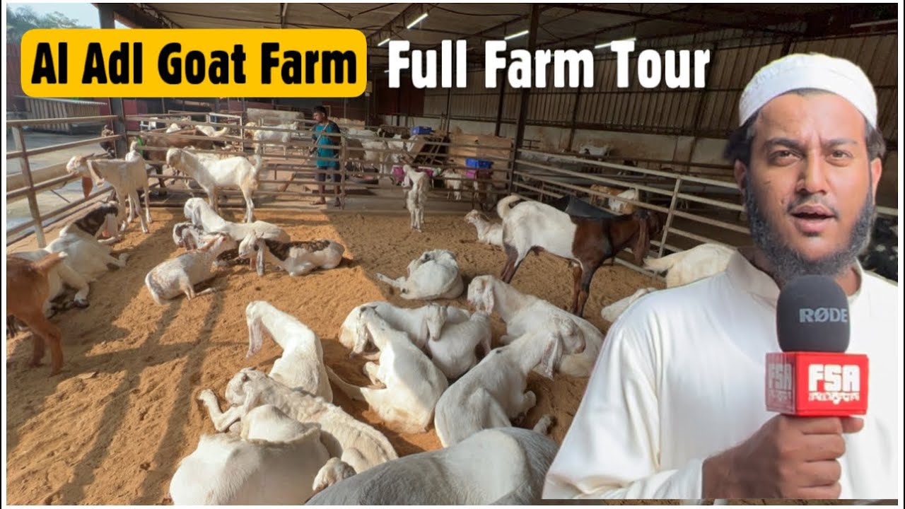 Al Adl Goat Farm Full Tour September  2022 | Mahapoli, Bhiwandi