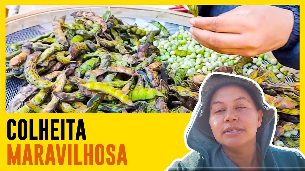Feijão Guandu, COLHEMOS VERDES E SECOS.