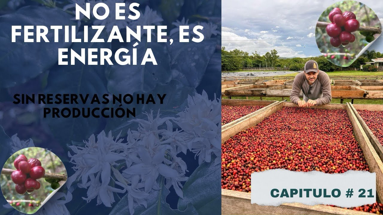 ¿Por qué sin reservas no hay cosecha? #nutricióninteligente #coffee 