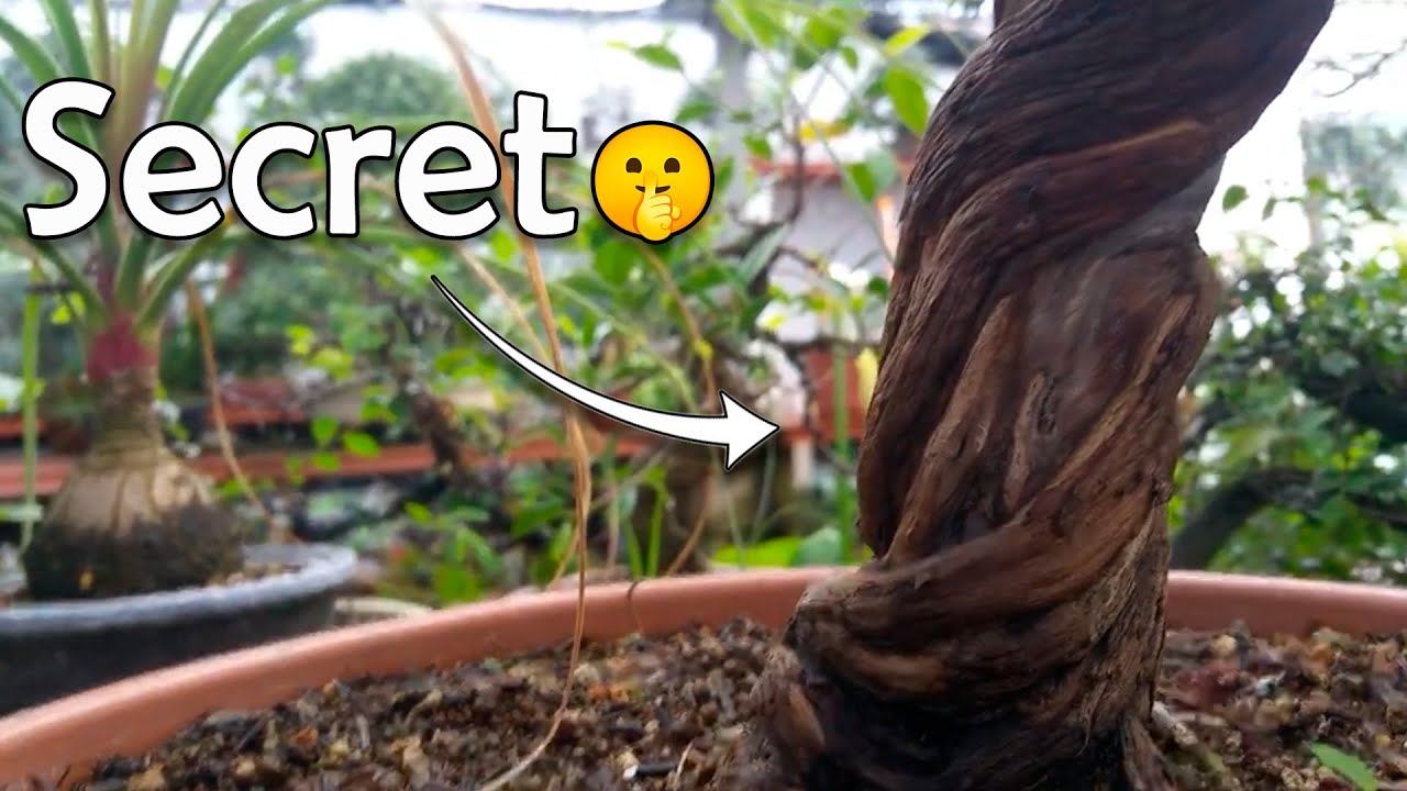 Proyecto de bonsai SECRETO - Adivinas la especie por el tronco?
