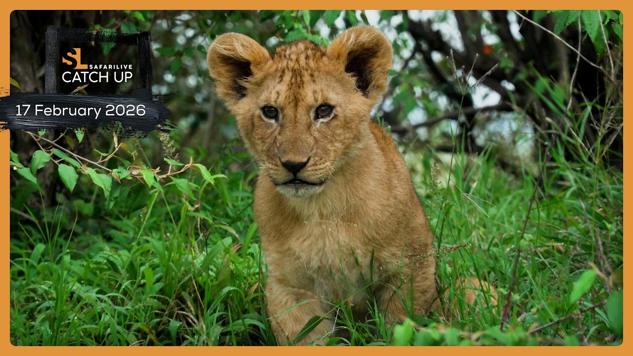 Милые львята — SafariLIVE Catch Up, 17 февраля 2026 г.
